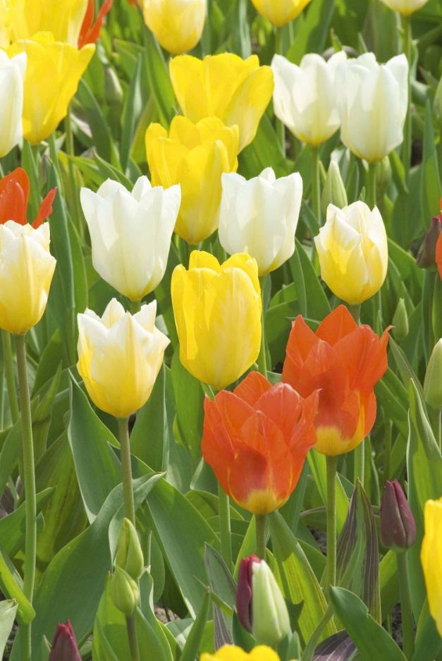 Tulpen Fosty Mix
